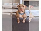 American Staffordshire Terrier DOG FOR ADOPTION RGADN-1323606 - Chester -