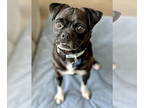 Pug Mix DOG FOR ADOPTION RGADN-1323609 - Bubbles - Pug / Mixed (short coat) Dog
