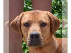 American Staffordshire Terrier-Redbone Coonhound Mix DOG FOR ADOPTION