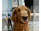 Golden Retriever DOG FOR ADOPTION RGADN-1323630 - Connor 1229 - Golden Retriever
