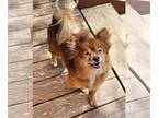 Pom-A-Poo DOG FOR ADOPTION RGADN-1323637 - Miwak - Pomeranian / Poodle