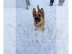 German Shepherd Dog Mix DOG FOR ADOPTION RGADN-1323640 - Maxine - German