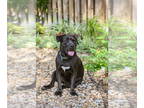 Labrador Retriever Mix DOG FOR ADOPTION RGADN-1323642 - Bumble Bee - Labrador