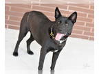 Dutch Shepherd -Labrador Retriever Mix DOG FOR ADOPTION RGADN-1323646 - Gloria -