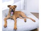 Boxer-Pug Mix DOG FOR ADOPTION RGADN-1323648 - Duke - Boxer / Pug / Mixed (short