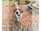 Treeing Walker Coonhound DOG FOR ADOPTION RGADN-1323652 - Tip - Treeing Walker