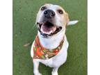 Adopt Milo a Labrador Retriever, Mixed Breed