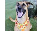 Adopt Drew a Great Dane, Rhodesian Ridgeback