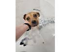 Adopt Frankie a American Staffordshire Terrier, Mixed Breed