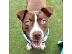 Adopt Felix a Retriever, Mixed Breed