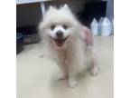 Adopt Sparky a Pomeranian
