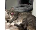 Adopt Gray a Domestic Short Hair