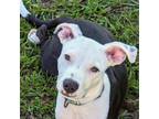 Adopt Marco a Pit Bull Terrier