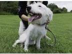 Adopt Dudley a Labrador Retriever, Standard Poodle