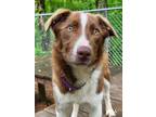 Adopt Chip a Border Collie