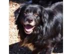 Adopt Ace 20618 a Collie, Mixed Breed