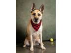Adopt Chewy Bear a Siberian Husky, Mixed Breed