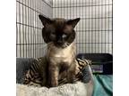 Adopt Bennie a Siamese