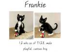 Adopt Frankie a Domestic Short Hair
