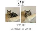 Adopt Sam a Domestic Short Hair