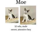 Adopt Moe a Domestic Short Hair