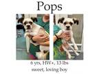 Adopt Pops a Shih Tzu
