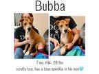 Adopt Bubba a Mixed Breed, Terrier