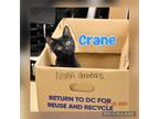 Adopt Crane a Domestic Short Hair