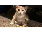 Adopt Tulio a Domestic Short Hair, Tabby