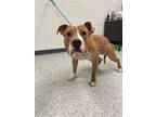 Adopt Laika a Pit Bull Terrier, Mixed Breed