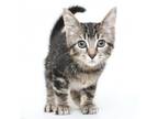 Adopt Sparky a Domestic Short Hair