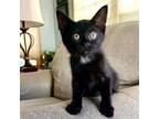 Adopt Bronx a Domestic Short Hair