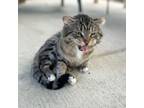 Adopt Sir Tommy Tiddlemouse a Tabby