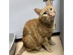 Adopt Groot a Domestic Short Hair