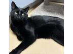 Adopt Rocket a Domestic Short Hair