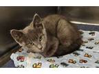Adopt Grayson a Russian Blue