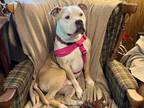 Adopt Judge a Terrier