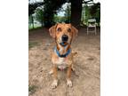 Adopt Dylan a Hound