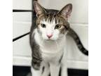 Adopt Lawrence a Domestic Short Hair