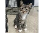 Adopt Remiington a Domestic Short Hair