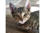 Adopt Nash a Domestic Short Hair