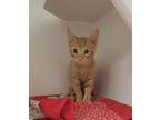 Adopt Butterfinger a Domestic Short Hair