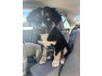 Adopt Rocky a Cattle Dog, Mixed Breed