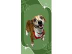 Adopt Rango a Feist, Mixed Breed
