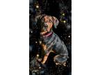Adopt Cletus a Rottweiler, Bloodhound