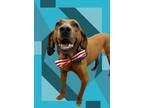 Adopt Delmar a Redbone Coonhound, Mixed Breed