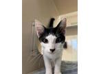 Adopt Arthur a Domestic Short Hair