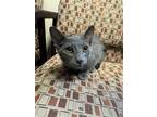 Adopt Shadow a Domestic Short Hair