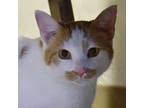 Adopt Leo a Domestic Short Hair