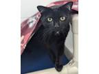 Adopt Shawn a Domestic Short Hair